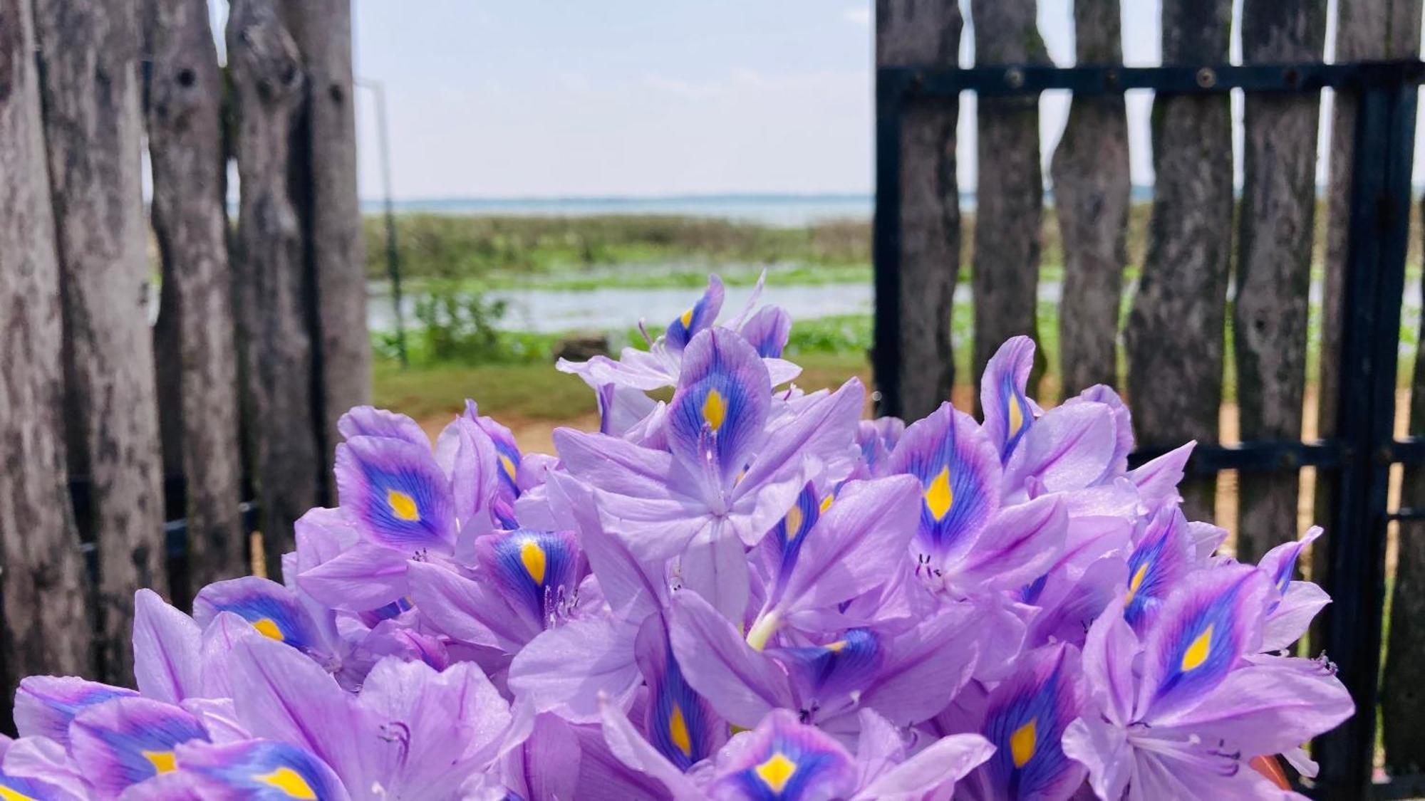 Lake Ibis ティッサマハーラーマ エクステリア 写真